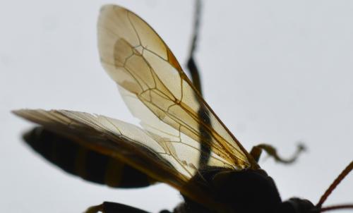 Ichneumon xanthorius